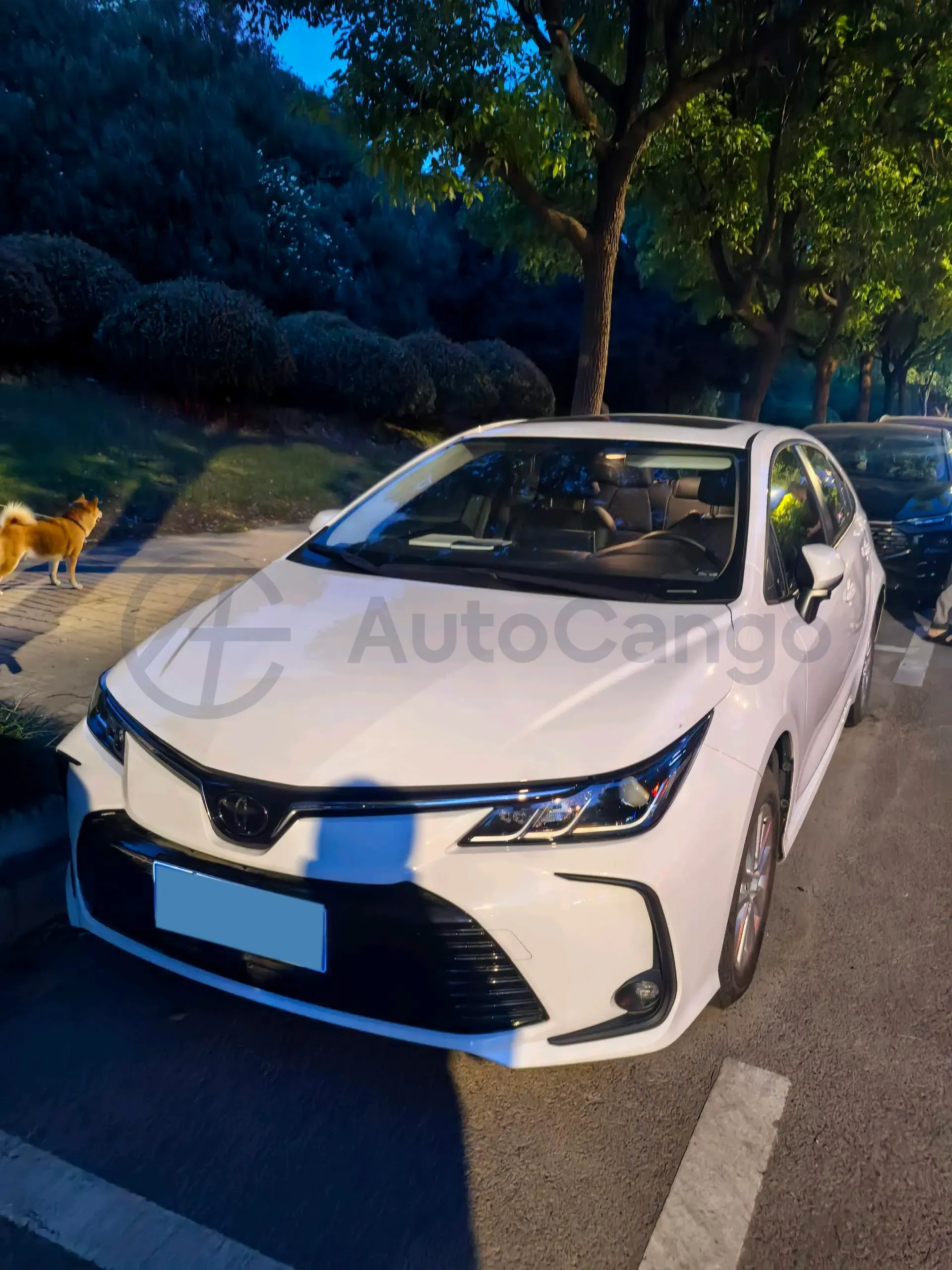 2019 Toyota Corolla 1.2T 116HP L4 CVT,autocango,china used car exporter,china ev exporter,chinese used car exporter,chinese used ev exporter